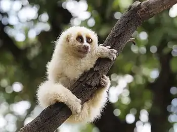 Javan slow loris